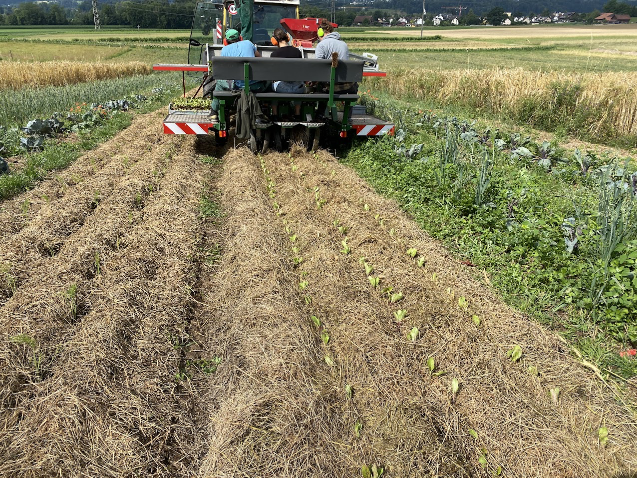 Mulchsetzmaschine von Mulch-Tec pflanzt Setzlinge direkt in den Mulch