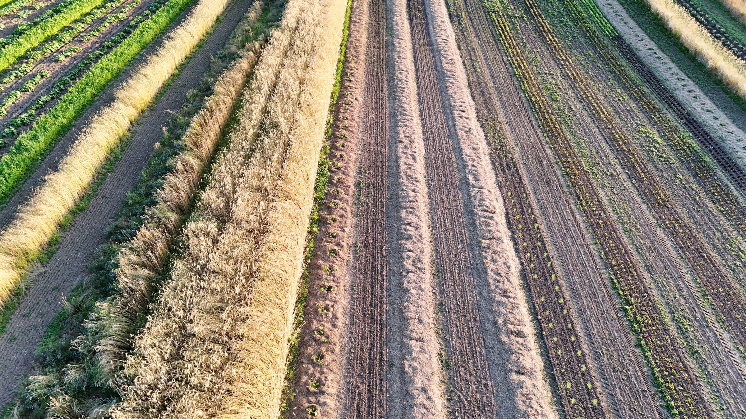 Drohenbild Mosaik-Landwirtschaft mit Streifenanbau