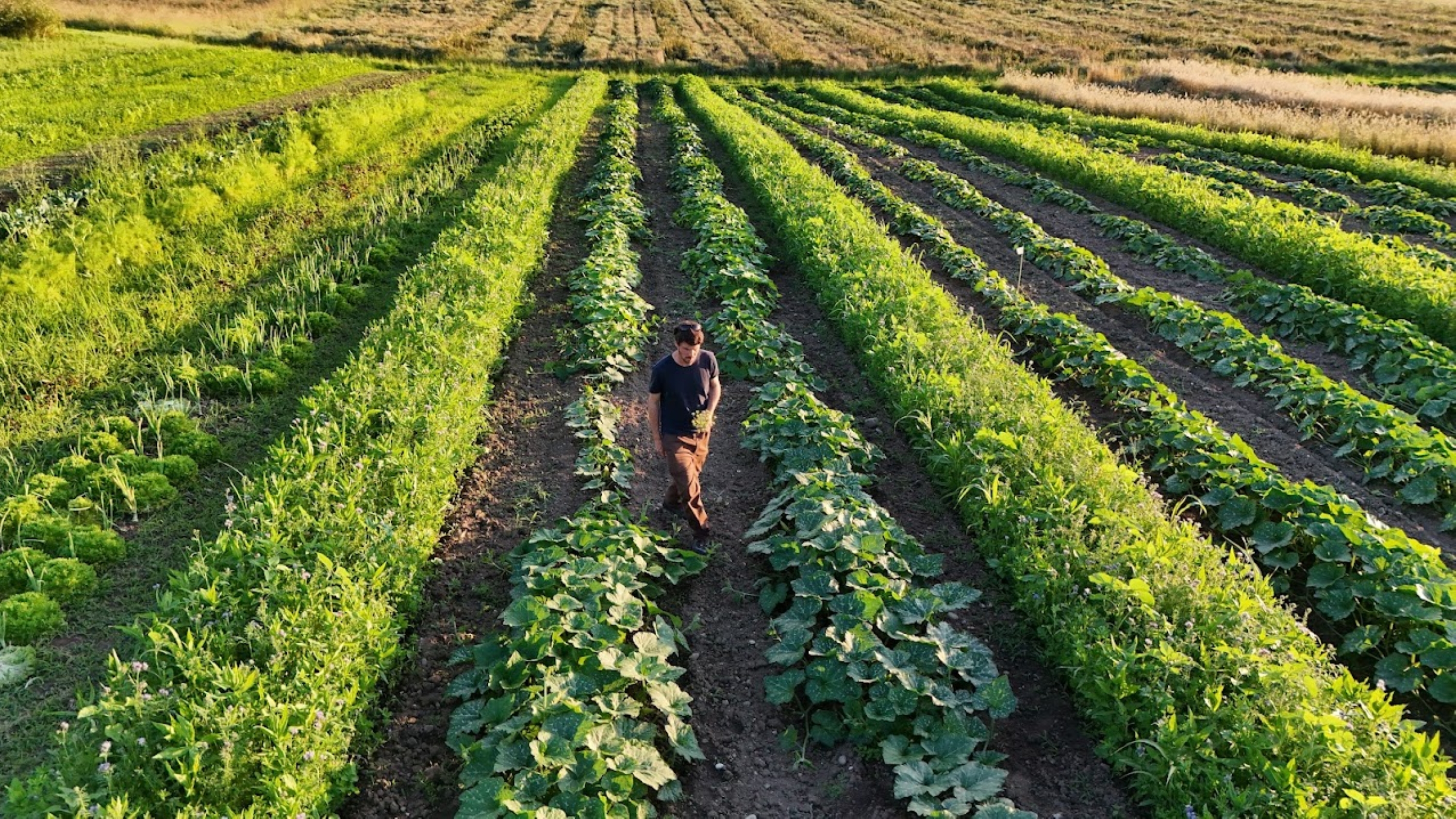 Drohenbild Streifenanbau in Mosaik-Landwirtschaft mit Matthias Hollenstein
